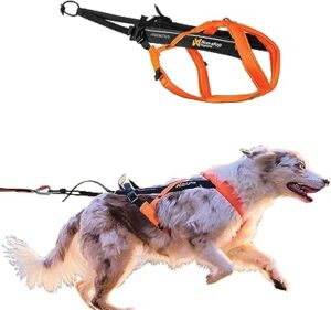 Sled Dog Harnesses